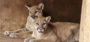 Mountain lions found malnourished as cubs released back into the wild