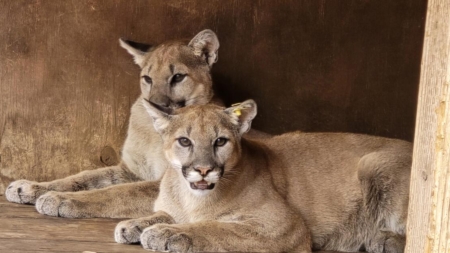 Mountain lions found malnourished as cubs released back into the wild