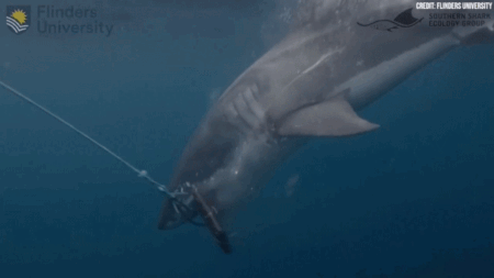Scientists test bite-resistant wetsuit materials on white and tiger sharks