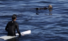 A sea otter is terrorizing Santa Cruz surfers and stealing their boards