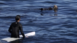 A sea otter is terrorizing Santa Cruz surfers and stealing their boards