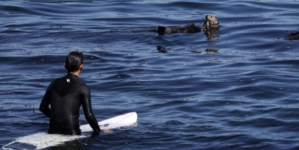 A sea otter is terrorizing Santa Cruz surfers and stealing their boards