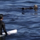 A sea otter is terrorizing Santa Cruz surfers and stealing their boards