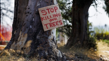 As trees get chopped down in Altadena, residents fear for future