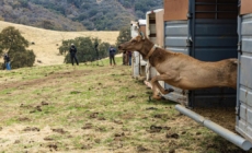 California returns land to the Tule River tribe, where elk will roam
