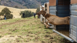 California returns land to the Tule River tribe, where elk will roam