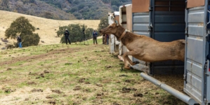 California returns land to the Tule River tribe, where elk will roam