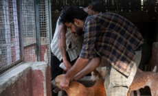India’s top court wanted Delhi’s stray dogs gone, but it may have worsened the issue