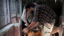 India’s top court wanted Delhi’s stray dogs gone, but it may have worsened the issue