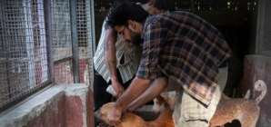 India’s top court wanted Delhi’s stray dogs gone, but it may have worsened the issue