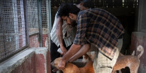 India’s top court wanted Delhi’s stray dogs gone, but it may have worsened the issue