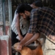 India’s top court wanted Delhi’s stray dogs gone, but it may have worsened the issue
