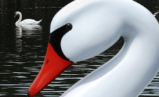 Hunters will now be allowed to kill mute swans in California