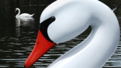 Hunters will now be allowed to kill mute swans in California
