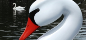 Hunters will now be allowed to kill mute swans in California