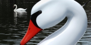 Hunters will now be allowed to kill mute swans in California