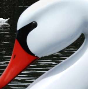 Hunters will now be allowed to kill mute swans in California