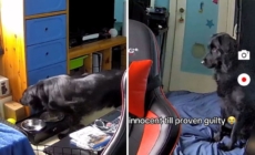 Dog Owner Suspicious After Window Blinds Fall—Then Checks Security Camera