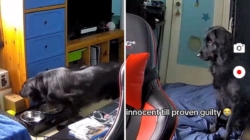 Dog Owner Suspicious After Window Blinds Fall—Then Checks Security Camera