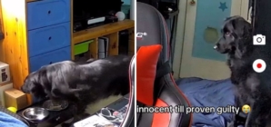 Dog Owner Suspicious After Window Blinds Fall—Then Checks Security Camera