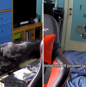 Dog Owner Suspicious After Window Blinds Fall—Then Checks Security Camera