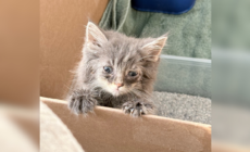 Couple Saves Kitten From the Highway—Then Her Luck Drastically Changes