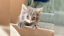 Couple Saves Kitten From the Highway—Then Her Luck Drastically Changes