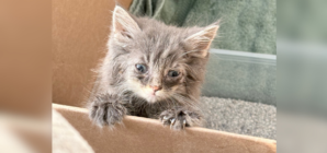 Couple Saves Kitten From the Highway—Then Her Luck Drastically Changes