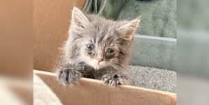 Couple Saves Kitten From the Highway—Then Her Luck Drastically Changes