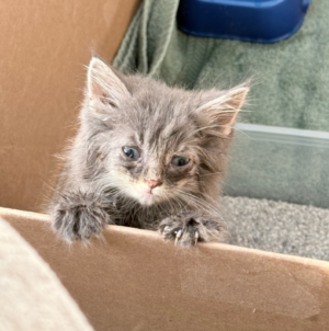 Couple Saves Kitten From the Highway—Then Her Luck Drastically Changes