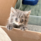 Couple Saves Kitten From the Highway—Then Her Luck Drastically Changes
