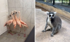 Flamingos, lions, lemurs: How Jamaica zoo gets ready for Hurricane Melissa