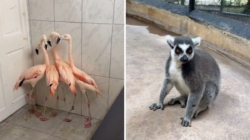 Flamingos, lions, lemurs: How Jamaica zoo gets ready for Hurricane Melissa