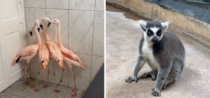Flamingos, lions, lemurs: How Jamaica zoo gets ready for Hurricane Melissa