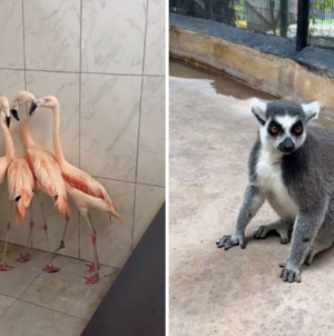 Flamingos, lions, lemurs: How Jamaica zoo gets ready for Hurricane Melissa