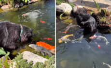 What Dog Does When He Sees Koi Fish in the Pond Melts Hearts