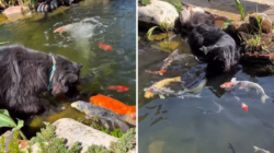 What Dog Does When He Sees Koi Fish in the Pond Melts Hearts