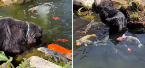 What Dog Does When He Sees Koi Fish in the Pond Melts Hearts