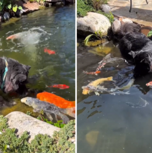What Dog Does When He Sees Koi Fish in the Pond Melts Hearts