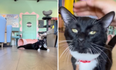 Tears as Shelter Cat With Limp After ‘Horrible’ Past Hopes for New Home