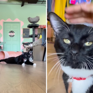 Tears as Shelter Cat With Limp After ‘Horrible’ Past Hopes for New Home