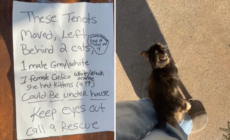 Heartbreak Over Note Taped to Door As Tenants Move—but Leave Pets Behind – Newsweek