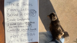 Heartbreak Over Note Taped to Door As Tenants Move—but Leave Pets Behind – Newsweek