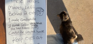 Heartbreak Over Note Taped to Door As Tenants Move—but Leave Pets Behind – Newsweek