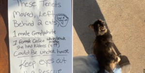 Heartbreak Over Note Taped to Door As Tenants Move—but Leave Pets Behind – Newsweek