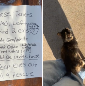 Heartbreak Over Note Taped to Door As Tenants Move—but Leave Pets Behind – Newsweek