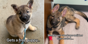 Owner Gets ‘Free’ Puppy—18 Weeks Later Has Spent Over $5,000 on Vet Bills – Newsweek