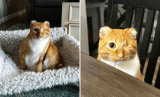 Rescue Cat Loses His Ears and Tail to Frostbite, Then Couple Visit Shelter