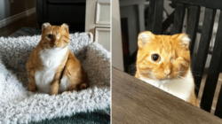 Rescue Cat Loses His Ears and Tail to Frostbite, Then Couple Visit Shelter