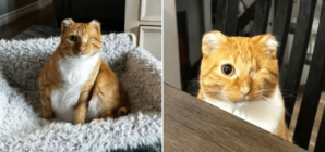 Rescue Cat Loses His Ears and Tail to Frostbite, Then Couple Visit Shelter